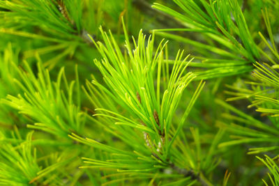 Full frame shot of green leaves