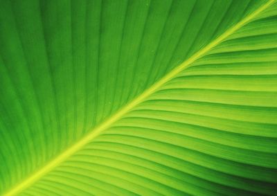 Green leaf pattern tropical plant