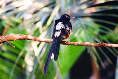 Bird perching on a branch