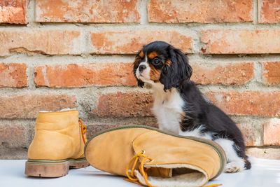 Close-up of dog