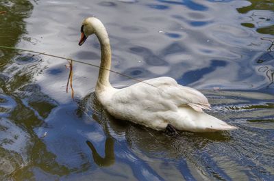 Close-up of swan swimming in lake