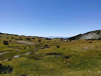 Scenic view of field against clear blue sky