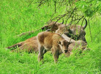 Baby bison standing on grassy field