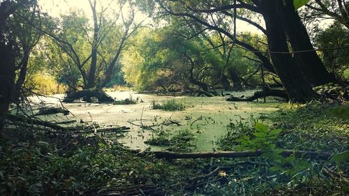 Scenic view of lake in forest