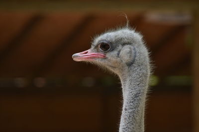 Close-up of a ostrich