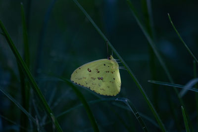 Close-up of green leaf on plant