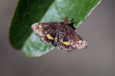 Close-up of butterfly on leaf