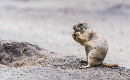 Prairie dog