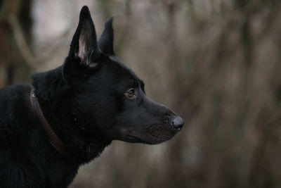 Close-up of black dog looking away