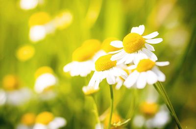 Close-up of yellow flowers blooming outdoors