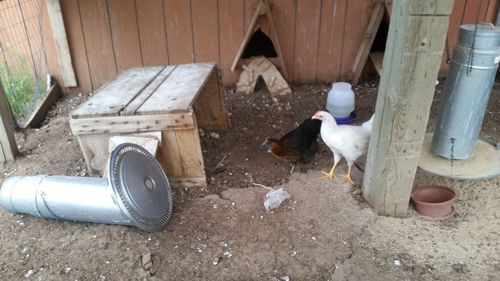 High angle view of duck drinking water