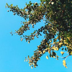 Low angle view of tree branch against blue sky