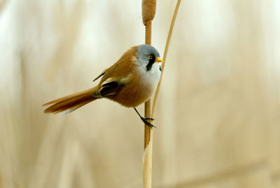 Close-up of bird perching on a plant