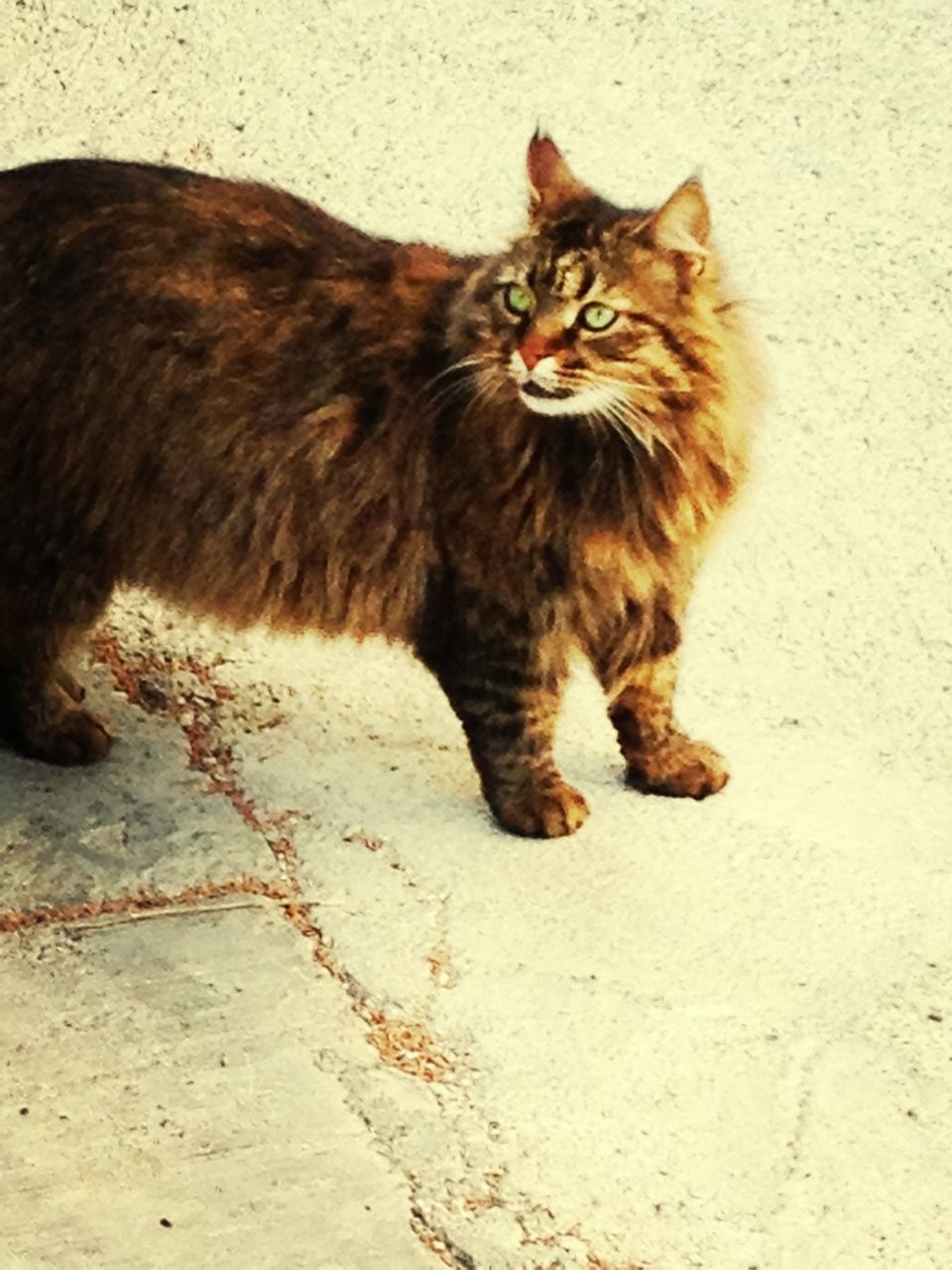 domestic animals, domestic cat, pets, cat, one animal, mammal, animal themes, feline, full length, whisker, portrait, sitting, looking at camera, relaxation, wall - building feature, high angle view, outdoors, no people, alertness