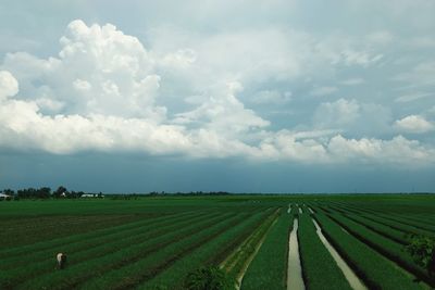 Scenic view of agricultural field against sky