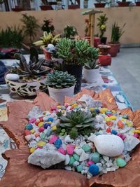 High angle view of potted plants on table