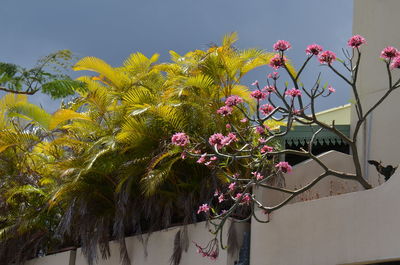 Close-up of pink flower tree against sky