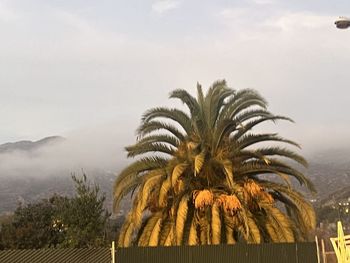 palm tree