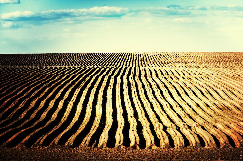 sand, landscape, sky, tranquil scene, tranquility, desert, sand dune, scenics, pattern, beach, horizon over land, agriculture, nature, rural scene, arid climate, cloud - sky, beauty in nature, wave pattern, cloud, field