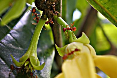 Close-up of berries growing on tree