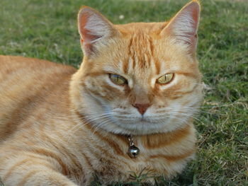 Close-up of ginger cat