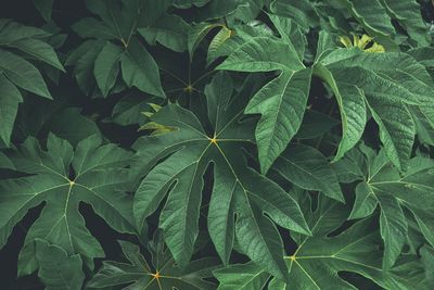 Full frame shot of green leaves