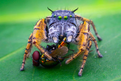 Close-up of spider