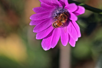 Close-up of bee pollinating on purple flower