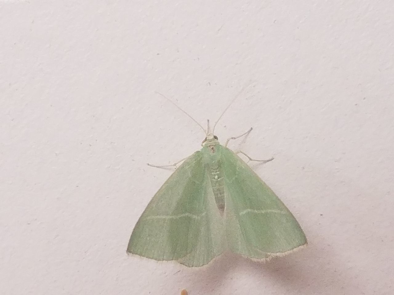 CLOSE-UP OF BUTTERFLY ON LEAF