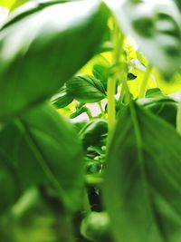 Close-up of green basil plant