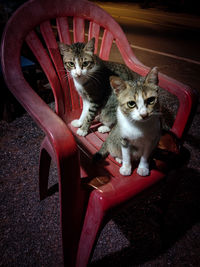 Portrait of cat sitting on chair