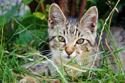 Portrait of tabby kitten on grass
