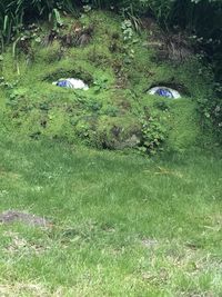 High angle view of green grass on field