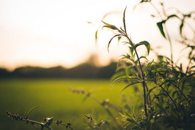 Close-up of fresh green plant against sky