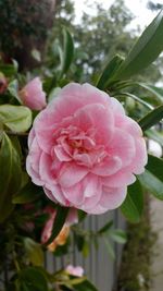 Close-up of pink flowers