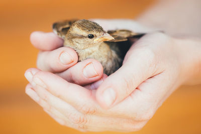 Cropped hands holding young bird