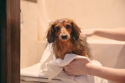 Cropped hands of woman wiping wet dog on table in bathroom