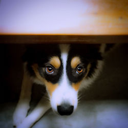 Close-up portrait of dog