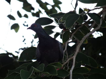 Close-up of leaves on tree