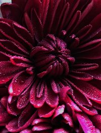 Full frame shot of red flower