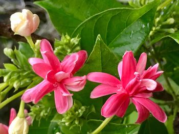 Close-up of pink flowers blooming outdoors