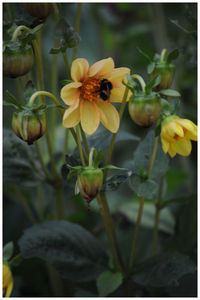 Close-up of yellow flowers blooming outdoors