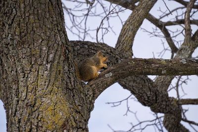 Low angle view of birds on tree trunk