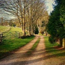 Road amidst trees against sky