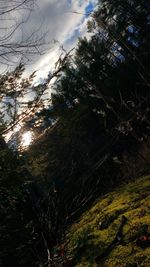 Scenic view of trees against sky