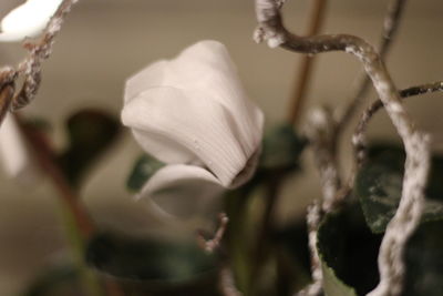 Close-up of flower against blurred background