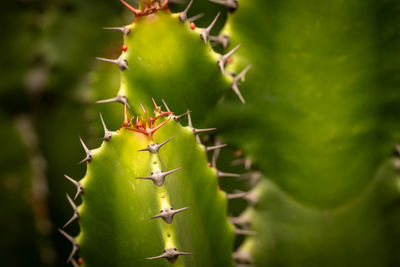 Close-up of plant cactus