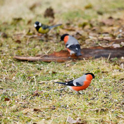 Close-up of bird on field