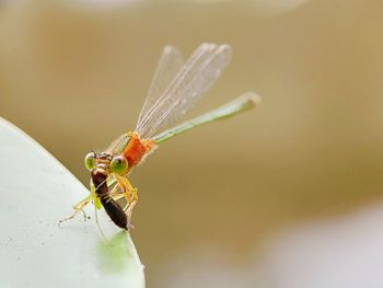 Close-up of insect