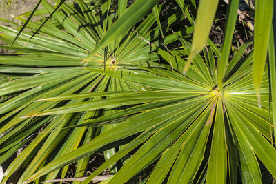 Close-up of palm tree